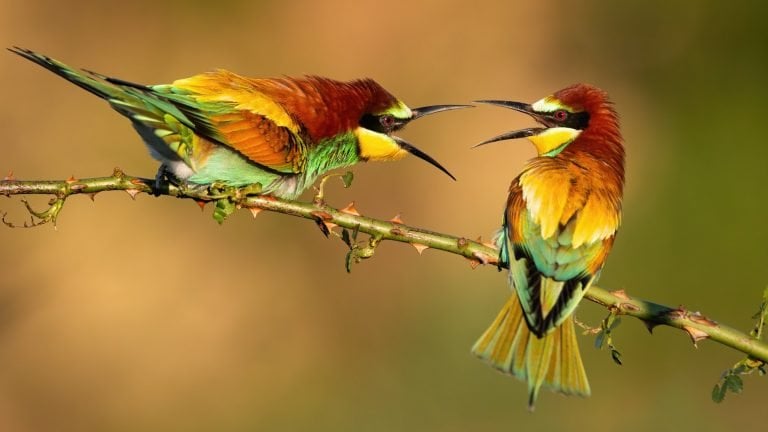 Two european bee-eaters dueling over territory on a rosehip twig with thorns