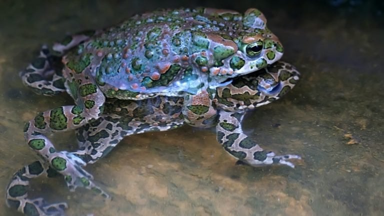 Green toads mating