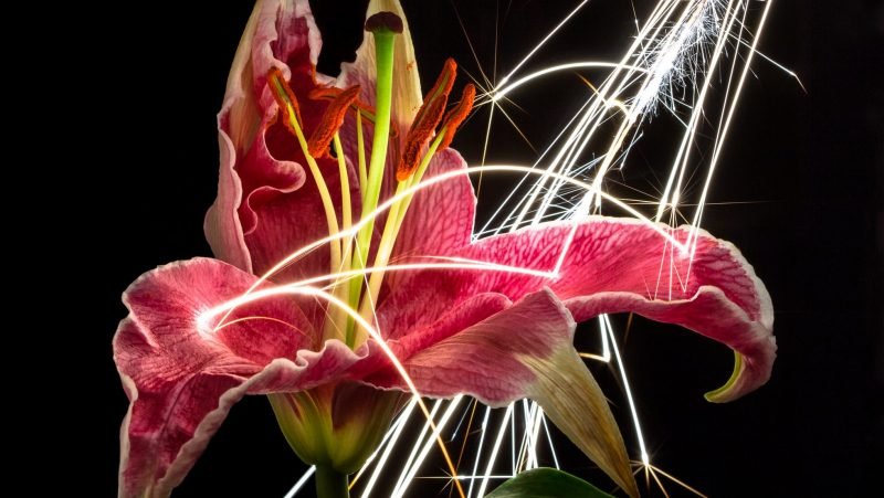 Large Sparks Hitting an Oriental Lily Flower