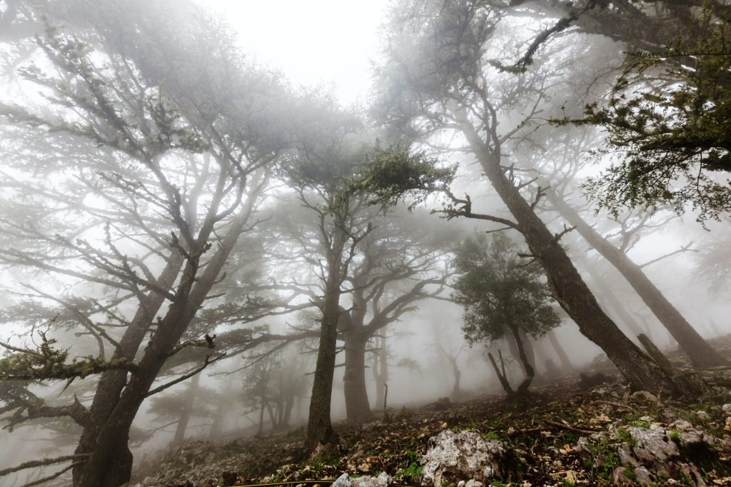 Fog in the forest